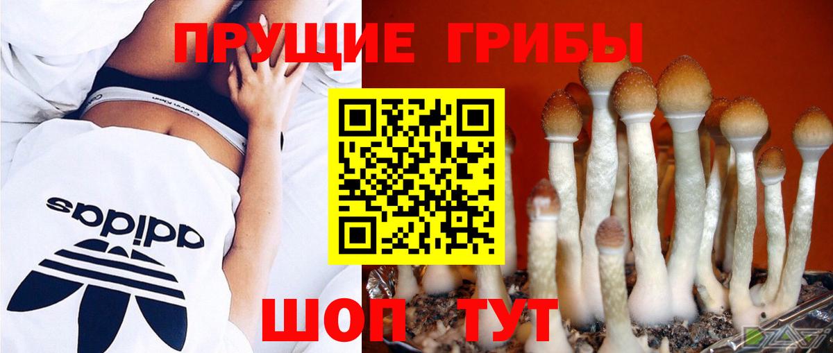 Псилоцибиновые грибы мицелий Усть-Лабинск